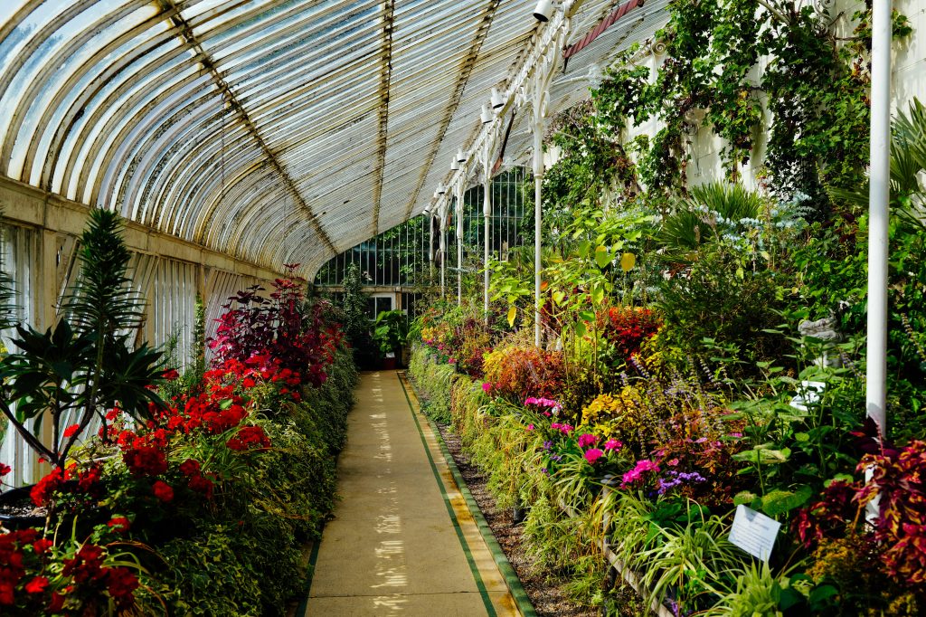 Ev ve Salon için en güzel çiçek önerisi